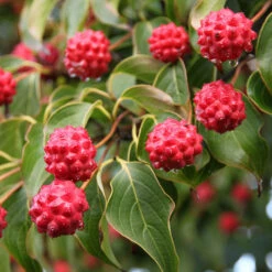 Milky Way Chinese Dogwood Tree -Fast Growing Trees Shop Milky Way Select 1