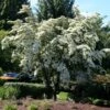 Milky Way Chinese Dogwood Tree -Fast Growing Trees Shop Milky Way Select 600x600 a2964b34 a1f1 43e5 b72b 5e33597c3e78