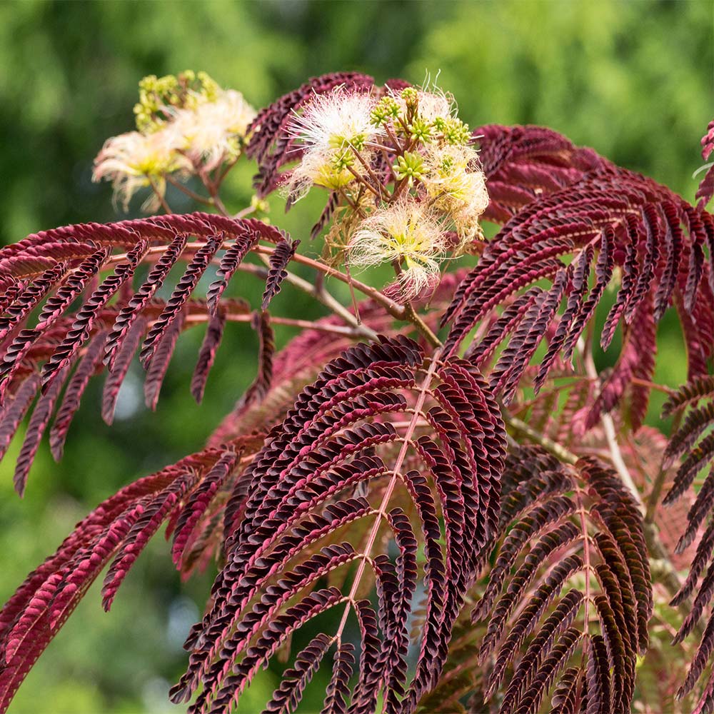 Fast Growing Trees Shop -Fast Growing Trees Shop Mimosa Chocolate Weeping 1