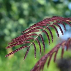 Chocolate Fountain™ Weeping Mimosa -Fast Growing Trees Shop Mimosa Chocolate Weeping 2