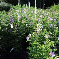 Minerva Rose Of Sharon Althea Shrub 9 Minerva Rose Of Sharon Althea Shrub -Fast Growing Trees Shop Minerva Rose of Sharon 1