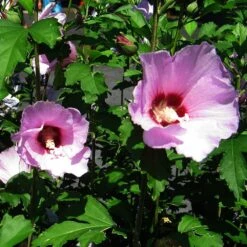 Minerva Rose Of Sharon Althea Shrub 8 Minerva Rose Of Sharon Althea Shrub -Fast Growing Trees Shop Minerva Rose of Sharon 2