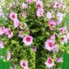 Minerva Rose Of Sharon Althea Shrub -Fast Growing Trees Shop Minerva Rose of Sharon 600x600 52d2273b 3935 4751 bb8d 3efc1c0374de