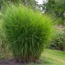 Miscanthus Gracillimus (Maiden Grass) -Fast Growing Trees Shop Miscanthus Gracillimus Maiden Grass 1