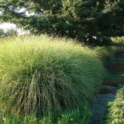 Miscanthus Gracillimus (Maiden Grass) -Fast Growing Trees Shop Miscanthus Gracillimus Maiden Grass 6