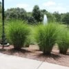 Miscanthus Gracillimus (Maiden Grass) -Fast Growing Trees Shop Miscanthus Gracillimus Maiden Grass fgt 600x600 404029e9 7938 4e15 81a4 5e1ed1f40f79