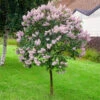 Miss Kim Lilac Tree -Fast Growing Trees Shop Miss Kim Lilac Tree 600x600 e29c1bbd 6af6 4f82 941d 9fca8a407767
