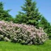 Miss Kim Lilac Shrub 15 Miss Kim Lilac Shrub -Fast Growing Trees Shop Miss Kim Lilac Shrub 600x600 FGT