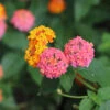Miss Huff Lantana -Fast Growing Trees Shop Miss huff Lantana FGT 600x600 8587fb7a b50e 47fd 8ed6 09812e04de18