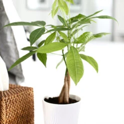 Money Tree In White Pot -Fast Growing Trees Shop Money Tree Green Circle LIV Pottery Pot 2
