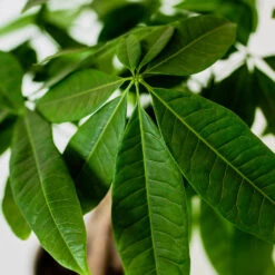 Money Tree In White Pot -Fast Growing Trees Shop Money Tree Green Circle LIV Pottery Pot 3