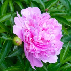 Mr. Ed Peony -Fast Growing Trees Shop Mr Ed peony 1 fgt