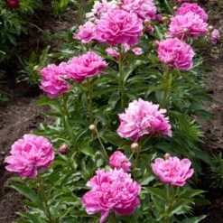 Mr. Ed Peony -Fast Growing Trees Shop Mr Ed peony 4 FGT