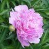 Mr. Ed Peony -Fast Growing Trees Shop Mr Ed peony FGT 600x600 670ab48d 1e94 4fe5 83e1 72e55bfa4487