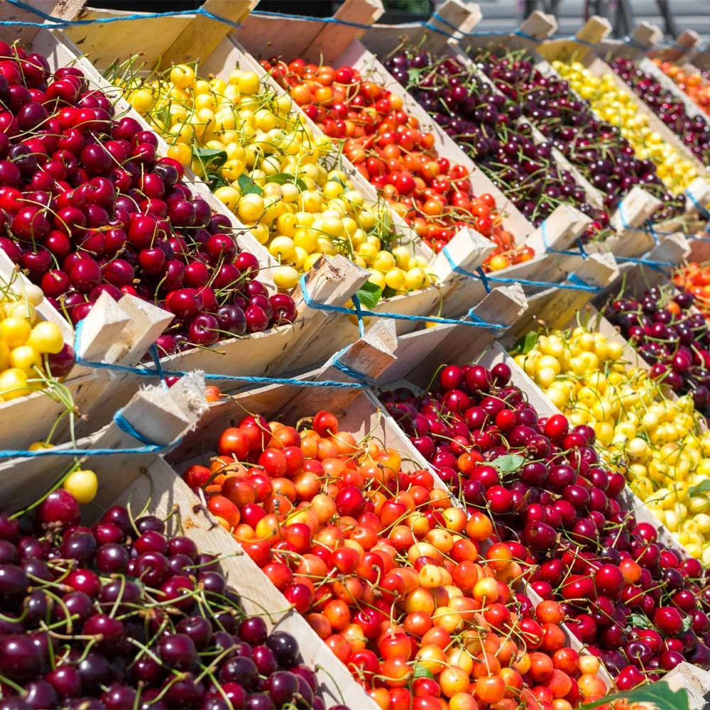 3-in-1 Cherry Tree 2 3-in-1 Cherry Tree - Image 2