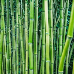 Multiplex Bamboo -Fast Growing Trees Shop Multi plex bamboo 3
