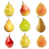 5-in-1 Pear Tree -Fast Growing Trees Shop Multifruit Pear 600x600 671e4fd8 cb56 4795 9f54 6e16828a155c