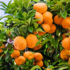 Murcott Honey Mandarin Tree -Fast Growing Trees Shop Murcott Honey Mandarin Tree 450 D1