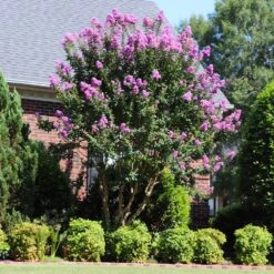 Muskogee Crape Myrtle Tree -Fast Growing Trees Shop Muskogee Crape Myrtle 7 FGT
