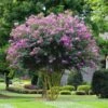 Muskogee Crape Myrtle Tree -Fast Growing Trees Shop Muskogee Crape Myrtle FGT 600x600 39800816 3b8c 443a 95a1 8a2bf59ddd34