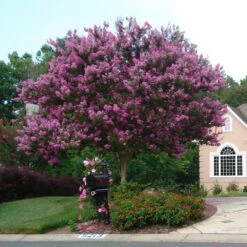Muskogee Crape Myrtle Tree -Fast Growing Trees Shop Muskogee Crape Myrtle single trunk