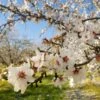 NE Plus Almond Tree -Fast Growing Trees Shop NE Plus Almond 2