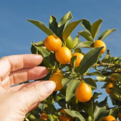 Nagami Kumquat Tree -Fast Growing Trees Shop Nagami Kumquat 1 FGT 53154ba8 d115 4c13 bdd7 2e152c12e263