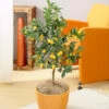 Nagami Kumquat Tree -Fast Growing Trees Shop Nagami Kumquat FGT 600x600 b6a6cf15 c18f 474b bd69 34a2bc9e43b5