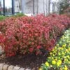 Fire Power Nandina Shrub -Fast Growing Trees Shop Nandina Firepower FGT 600x600 1cb8a9da 1064 4337 8dde 369891757fd3