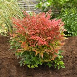 Obsession™ Nandina Shrub 10 Obsession™ Nandina Shrub -Fast Growing Trees Shop Nandina Obsession 2