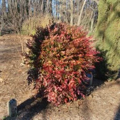Obsession™ Nandina Shrub 12 Obsession™ Nandina Shrub -Fast Growing Trees Shop Nandina Obsession 3
