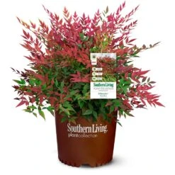 Obsession™ Nandina Shrub 13 Obsession™ Nandina Shrub -Fast Growing Trees Shop Nandina Obsession 4