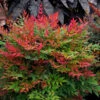 Obsession™ Nandina Shrub -Fast Growing Trees Shop Nandina Obsession 600x600 c45e77d2 7610 49fc ba9e 49d5ba4811ac