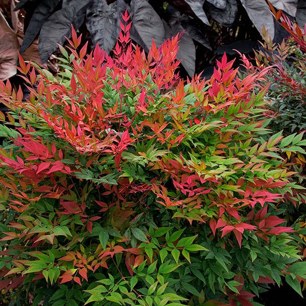 Obsession™ Nandina Shrub 1 Obsession™ Nandina Shrub