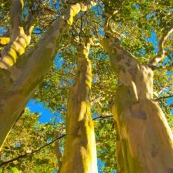 Natchez Crape Myrtle Tree 11 Natchez Crape Myrtle Tree -Fast Growing Trees Shop Natchez Crape Myrtle