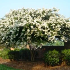 Natchez Crape Myrtle Tree 10 Natchez Crape Myrtle Tree -Fast Growing Trees Shop Natchez Crape Myrtle 1 FGT