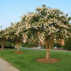 Natchez Crape Myrtle Tree 8 Natchez Crape Myrtle Tree -Fast Growing Trees Shop Natchez Crape Myrtle 8 FGT