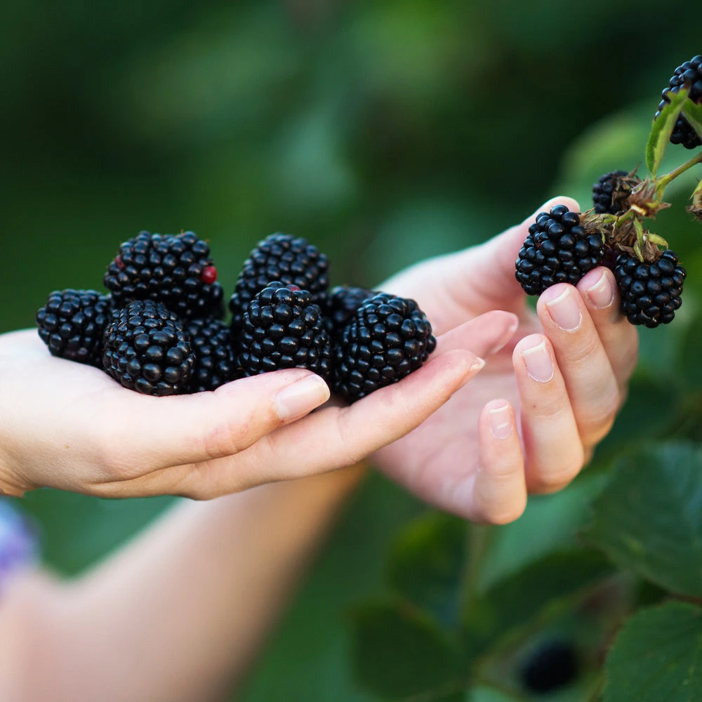 Navaho Blackberry 2 Navaho Blackberry - Image 2