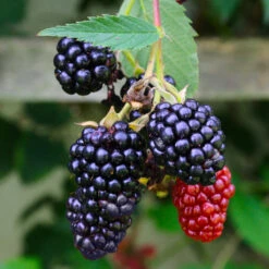Navaho Blackberry 7 Navaho Blackberry -Fast Growing Trees Shop Navaho Blackberry 5