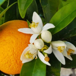 Navel Orange Tree -Fast Growing Trees Shop Navel Orange 4