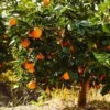 Navel Orange Tree - USDA Organic -Fast Growing Trees Shop Navel Orange FGT 600x600 282a6b72 5524 4c0e be53 86a591cdf334