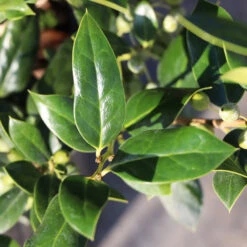 Needlepoint Holly -Fast Growing Trees Shop Needlepoint Holly 3