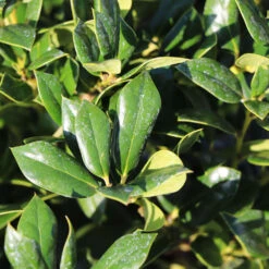 Needlepoint Holly -Fast Growing Trees Shop Needlepoint Holly 4