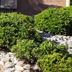 Needlepoint Holly -Fast Growing Trees Shop Needlepoint Holly 5