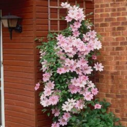 Nelly Moser Clematis Vine 6 Nelly Moser Clematis Vine -Fast Growing Trees Shop Nely Moser Clematis 2 FGT