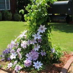 Nelly Moser Clematis Vine 7 Nelly Moser Clematis Vine -Fast Growing Trees Shop Nely Moser Clematis 3