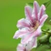 Nelly Moser Clematis Vine -Fast Growing Trees Shop Nely Moser Clematis FGT 600x600 e6e07d3a 5c79 4dd5 90bc 4c7a3eb4088b