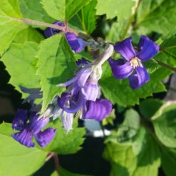 New Love Clematis Shrub 11 New Love Clematis Shrub -Fast Growing Trees Shop New Love clematis 1