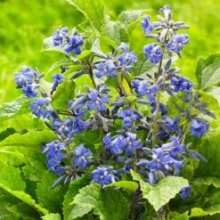 New Love Clematis Shrub 9 New Love Clematis Shrub -Fast Growing Trees Shop New Love clematis 3