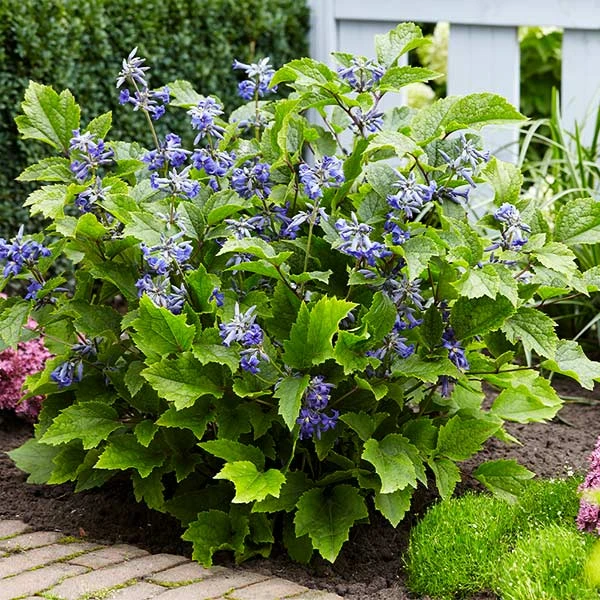 New Love Clematis Shrub 1 New Love Clematis Shrub